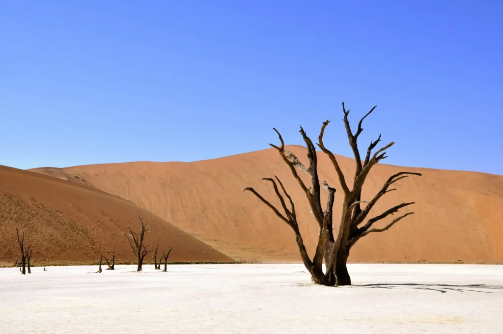 HIGHLIGHTS NAMIBIA